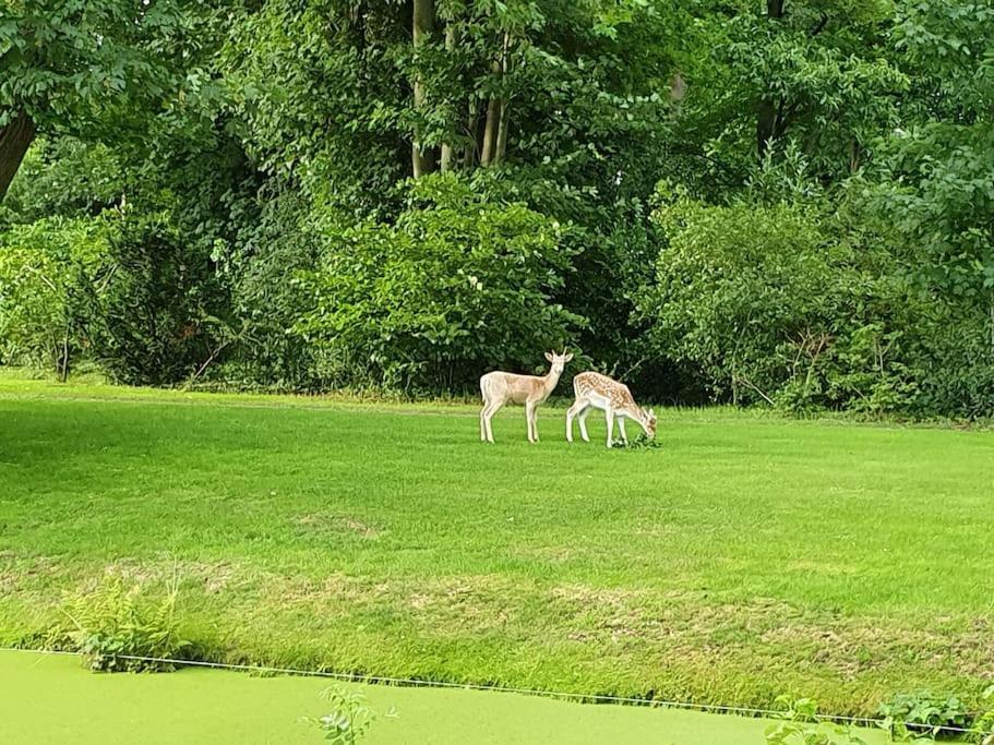 Midden In De Friese Bossen Op Landgoed Princenhof Oranjewoud Εξωτερικό φωτογραφία